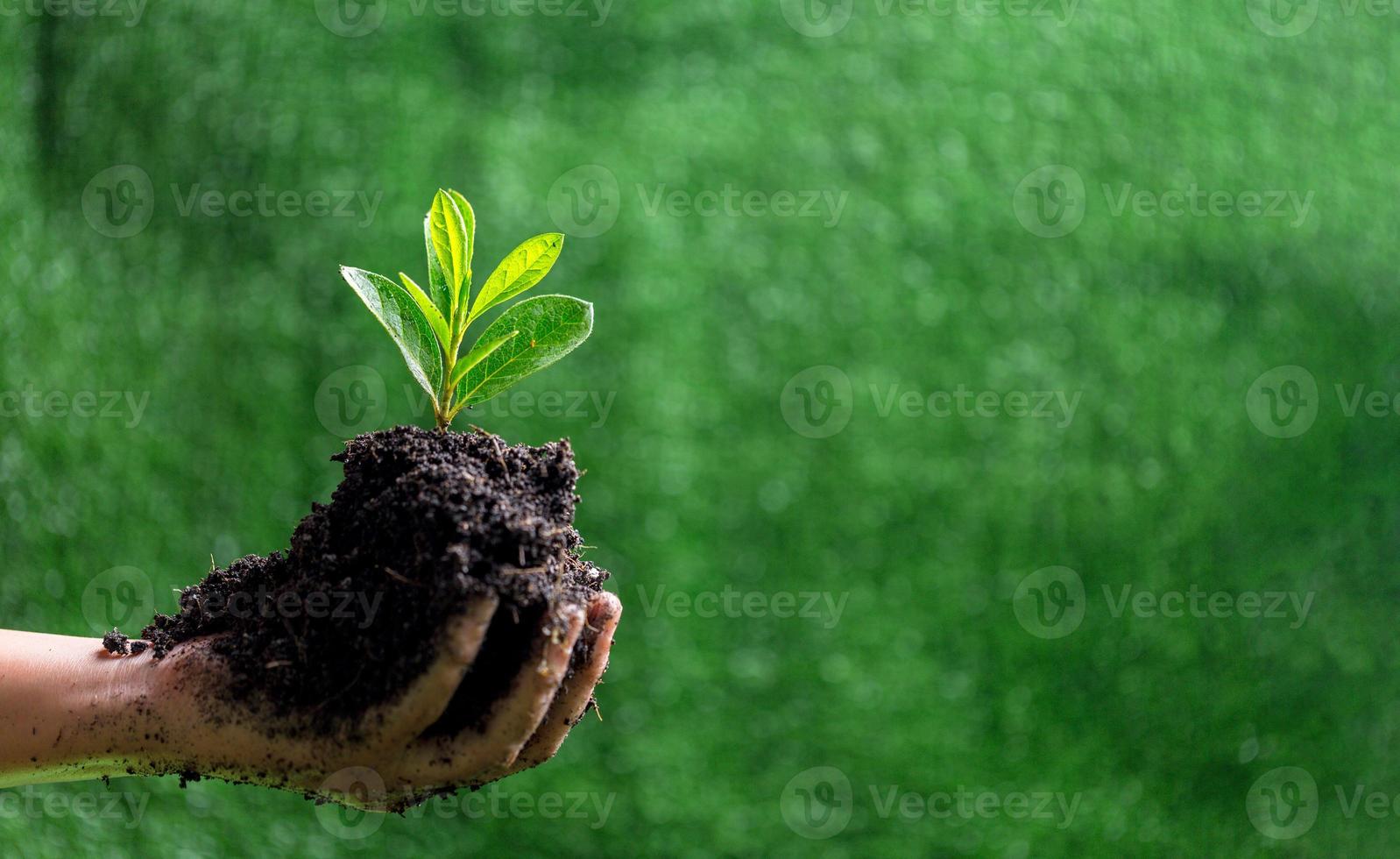 People are protect small plants by hand on green blur nature background, earth day or world environment day concept. Green world and sustainable conservation of forest resources. photo