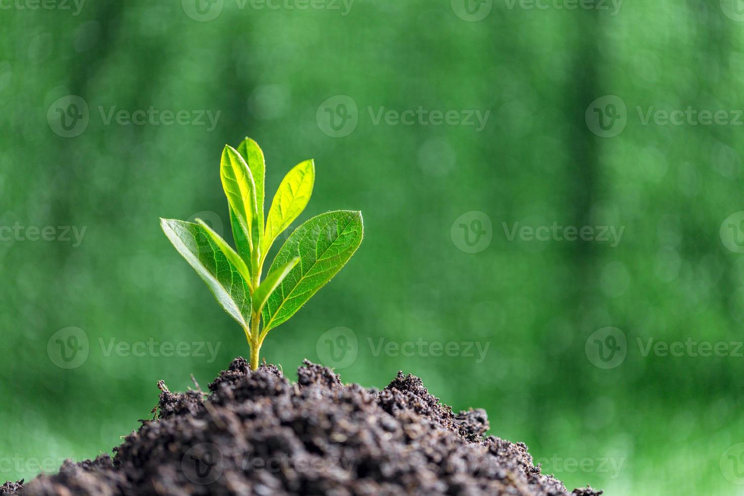 Small tree growing on soil in garden in green blur nature background, earth day or world environment day concept. Green world and sustainable conservation of forest resources. photo