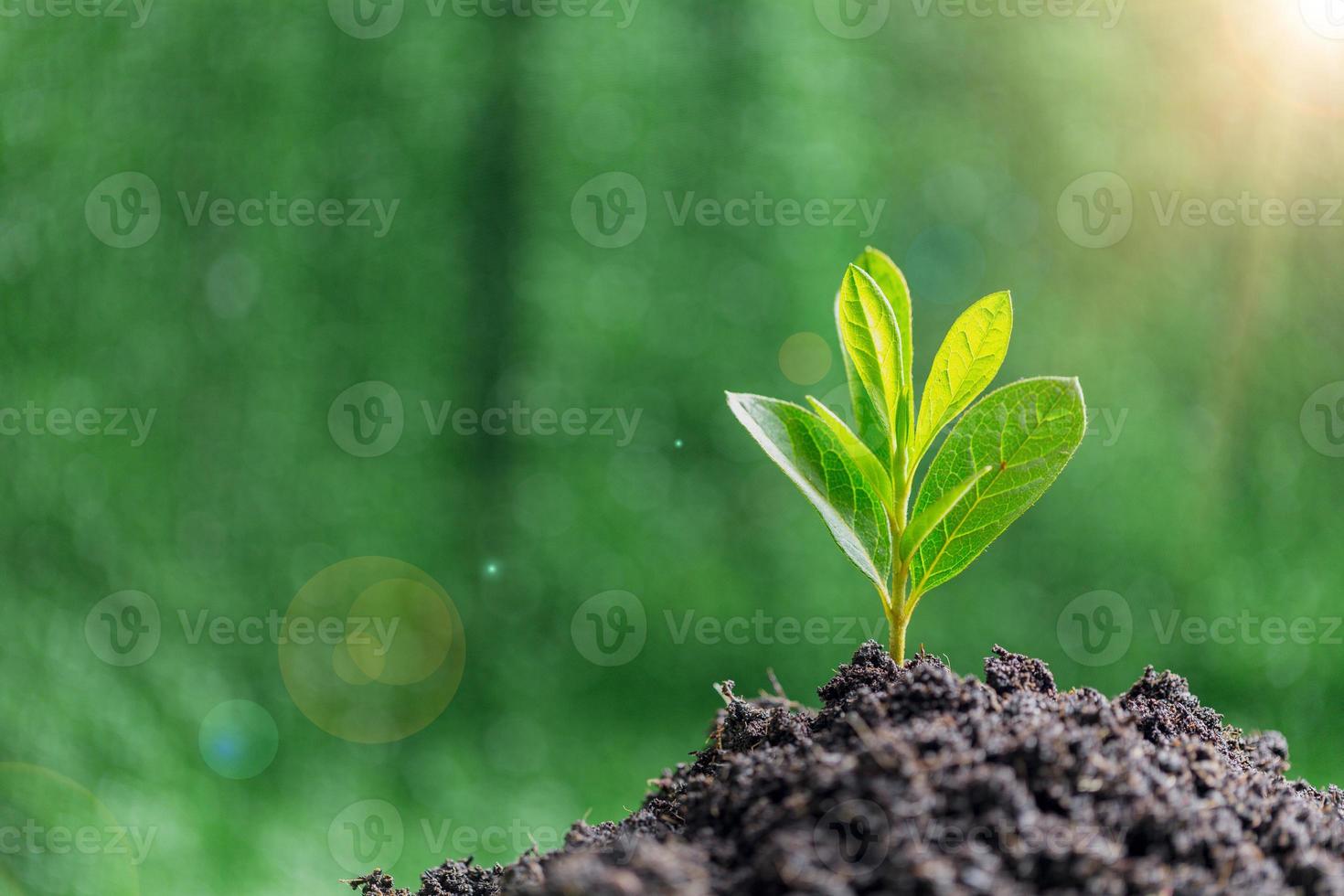 Small tree growing on soil in garden in green blur nature background, earth day or world environment day concept. Green world and sustainable conservation of forest resources. photo