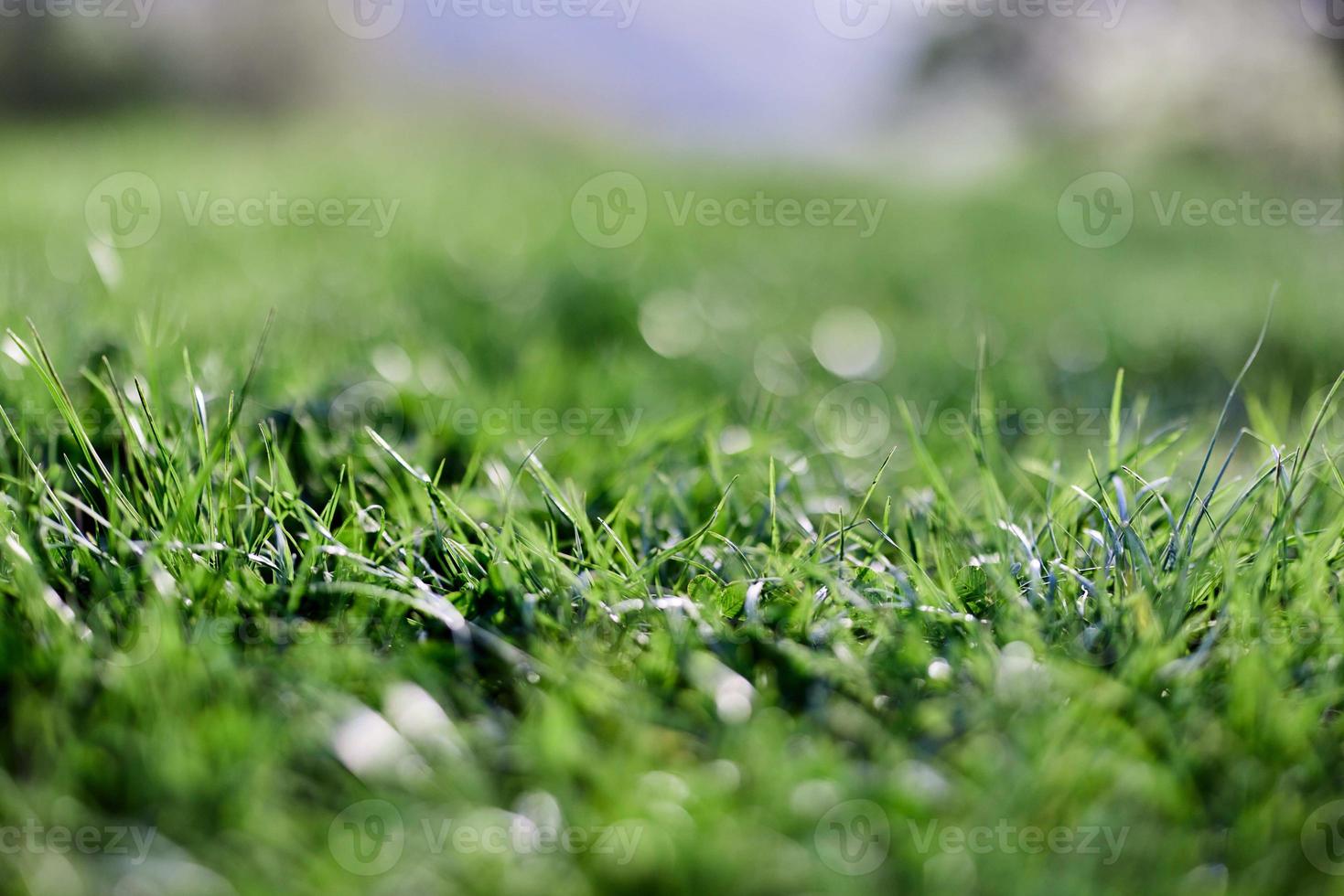 primavera joven césped césped, iluminado por luz de sol. el energía de vida, un sano planeta foto