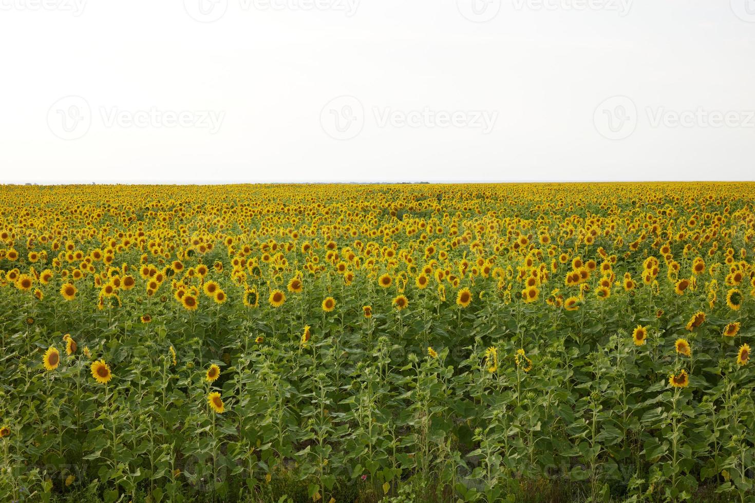 Sunflower field nature Agricultural field no people unaltered photo