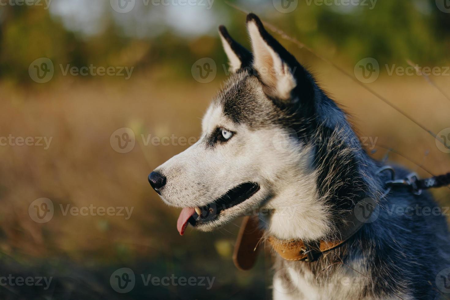 retrato de un fornido perro en naturaleza en el otoño césped con su lengua pega fuera desde fatiga dentro el puesta de sol felicidad perro foto