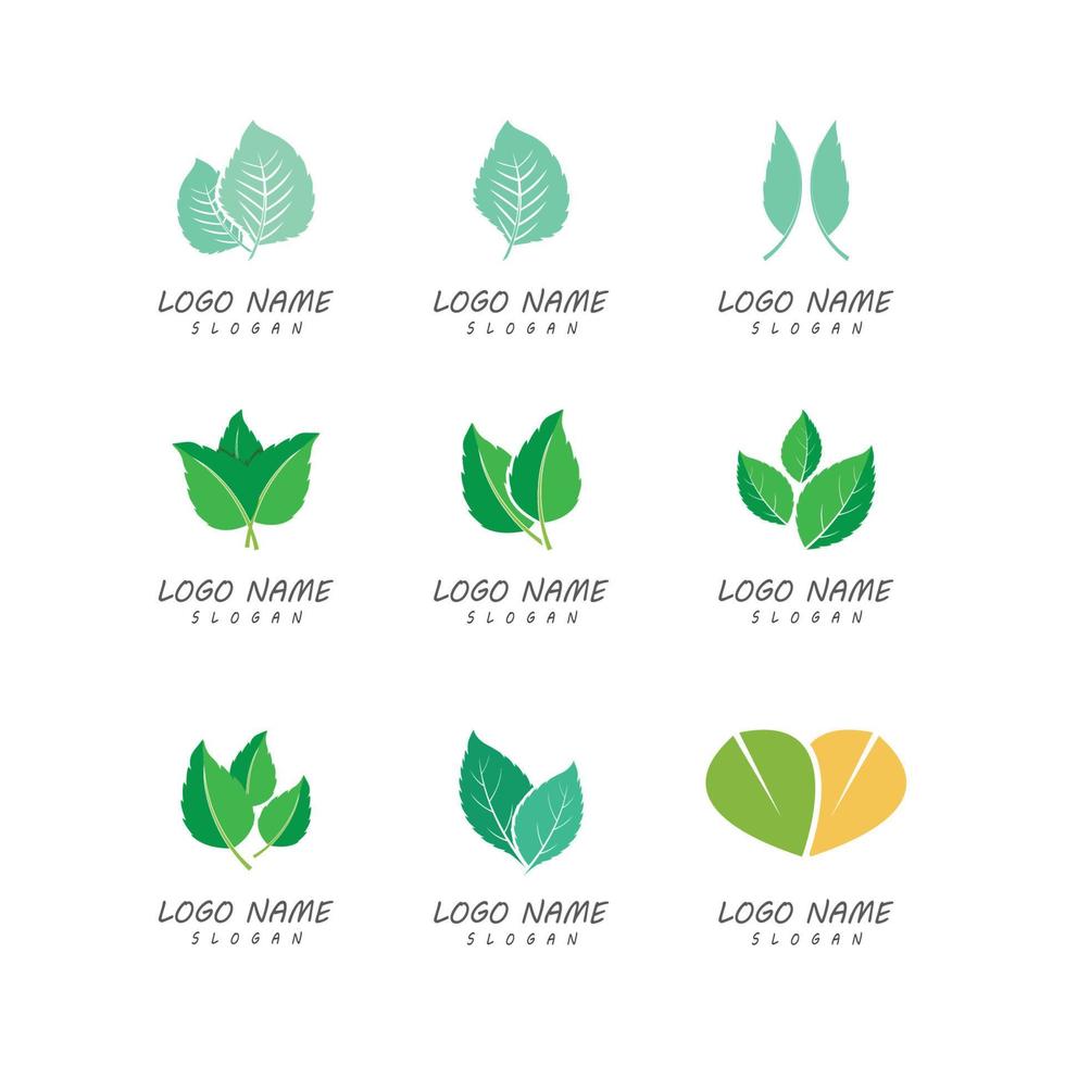 hojas de menta, plano, vector, color, icono, plantilla, ilustración, diseño vector