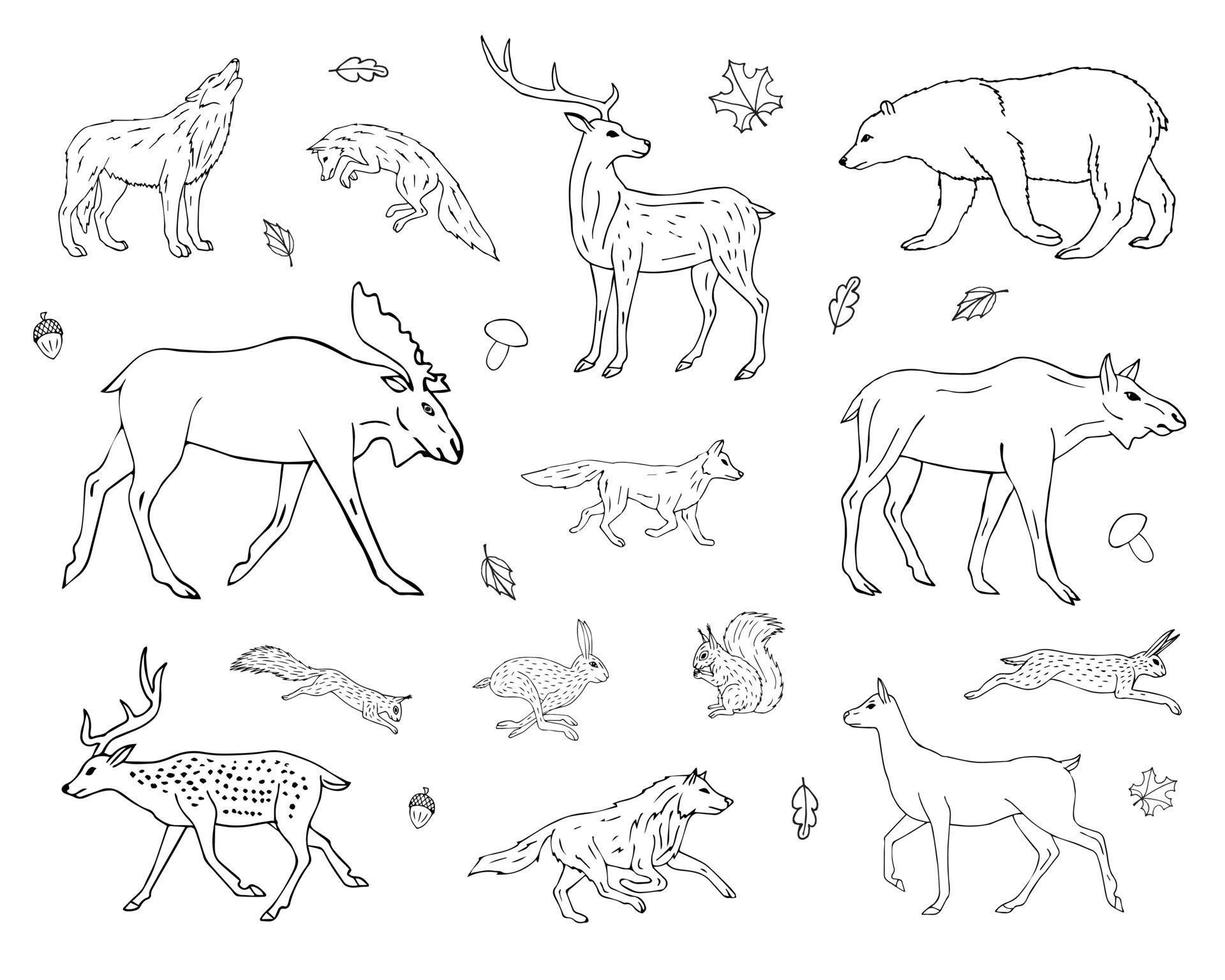 vector conjunto de salvaje bosque animales