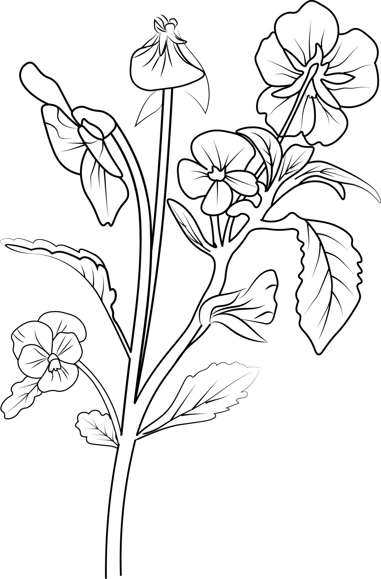 Beautiful pansy flower with leaves line art plant branch vector