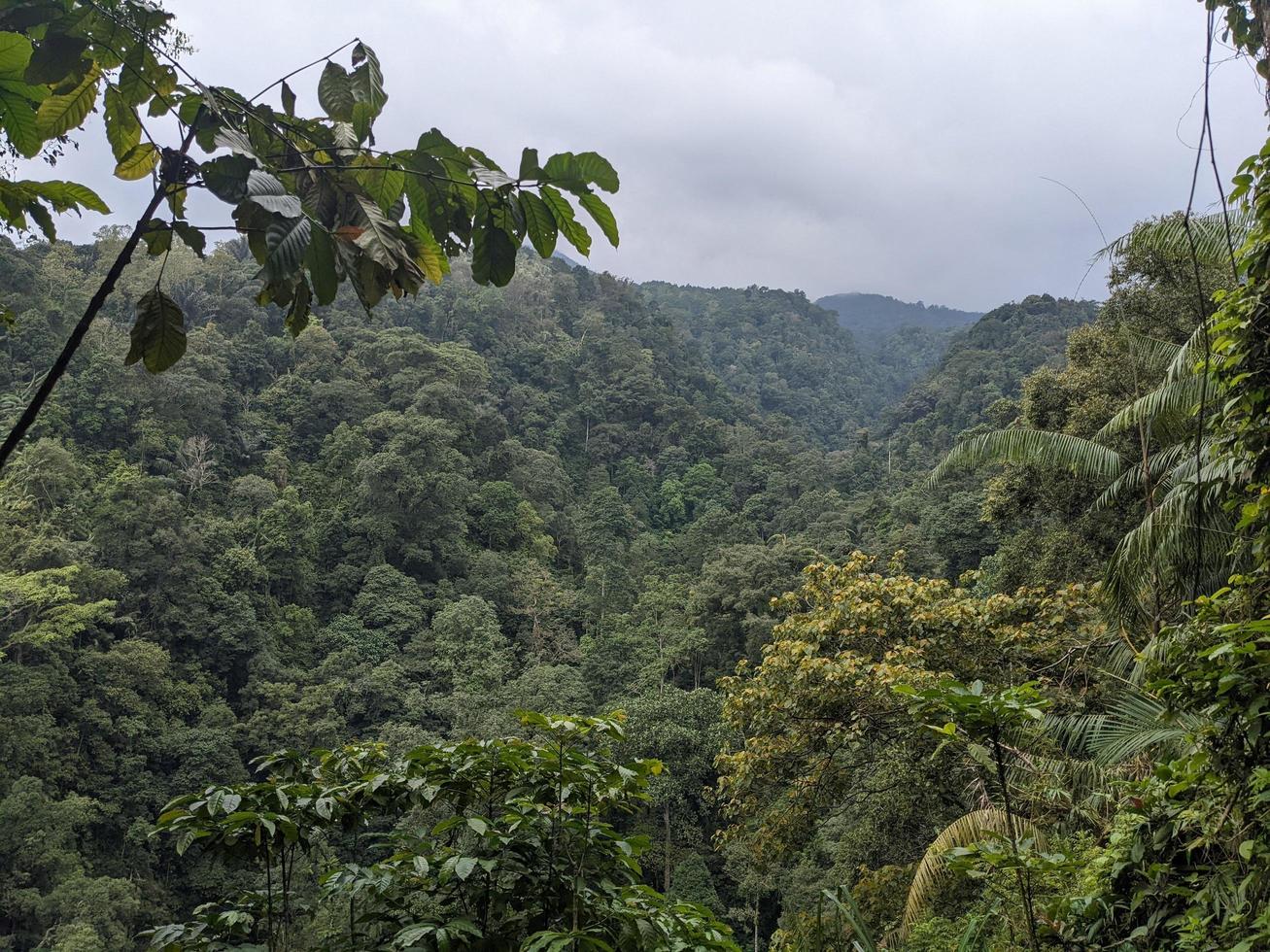 Landscape photo of up hill, forest and green valley when rainy season. The photo is suitable to use for adventure content media, nature poster and forest background.