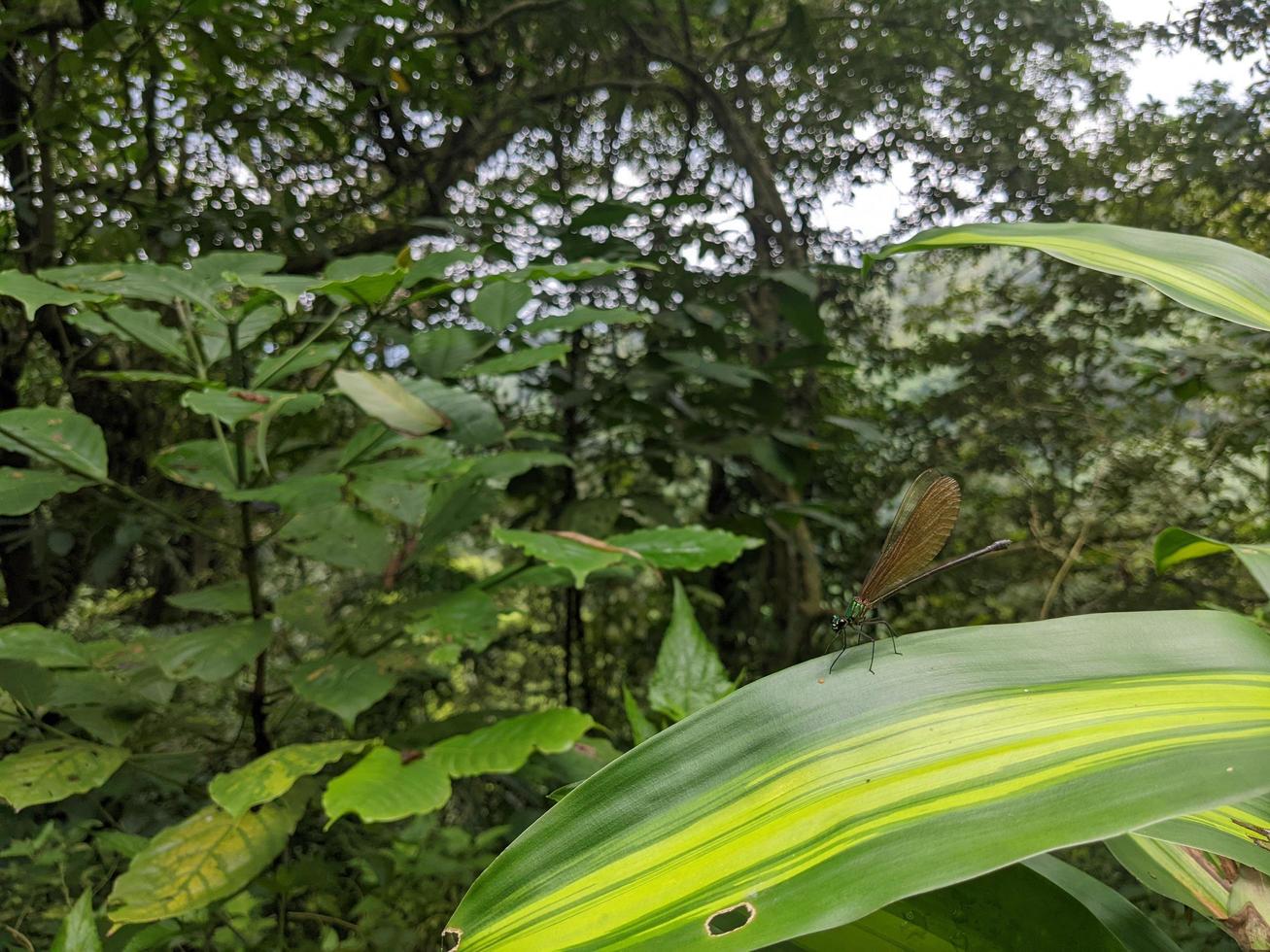 cerca arriba foto de continuar mosca terminado el verde salir en el tropical bosque. el foto es adecuado a utilizar para naturaleza póster, salvaje vida antecedentes y animal contenido medios de comunicación.