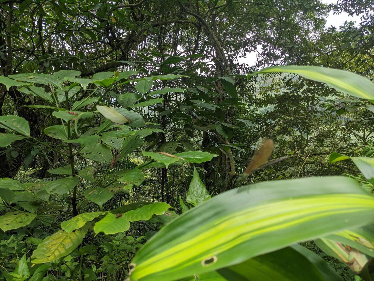 cerca arriba foto de continuar mosca terminado el verde salir en el tropical bosque. el foto es adecuado a utilizar para naturaleza póster, salvaje vida antecedentes y animal contenido medios de comunicación.