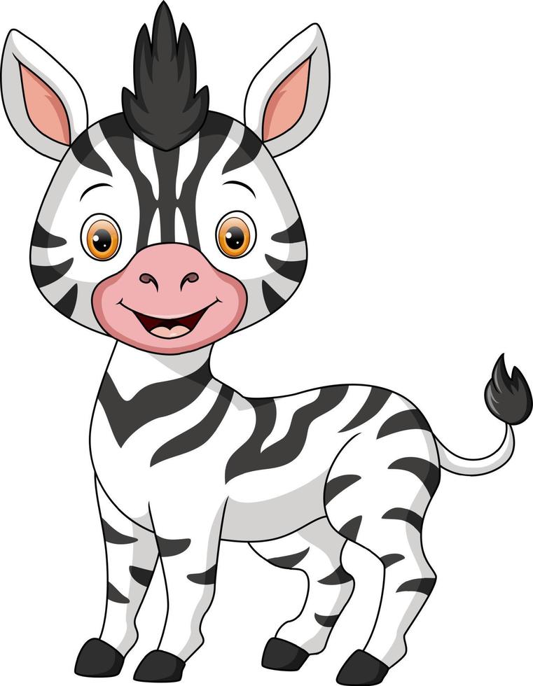 Cute baby zebra on white background vector