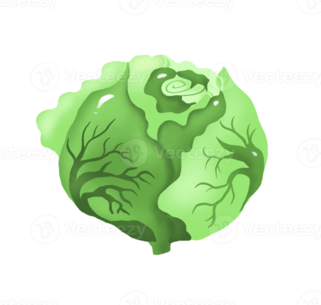 Cabbage. Vegetable. Digital illustration png