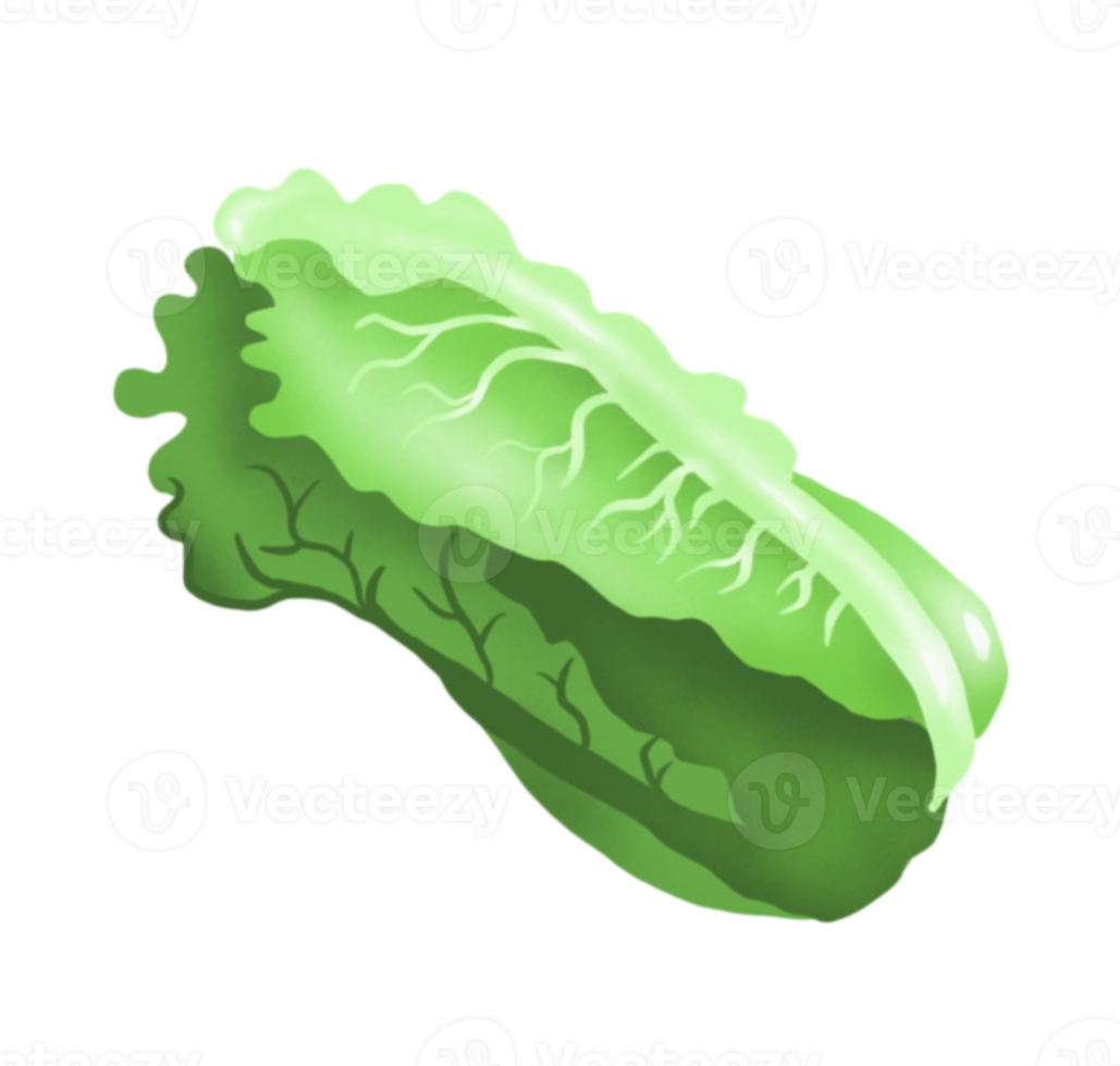 Lettuce. Vegetable. Digital illustration png