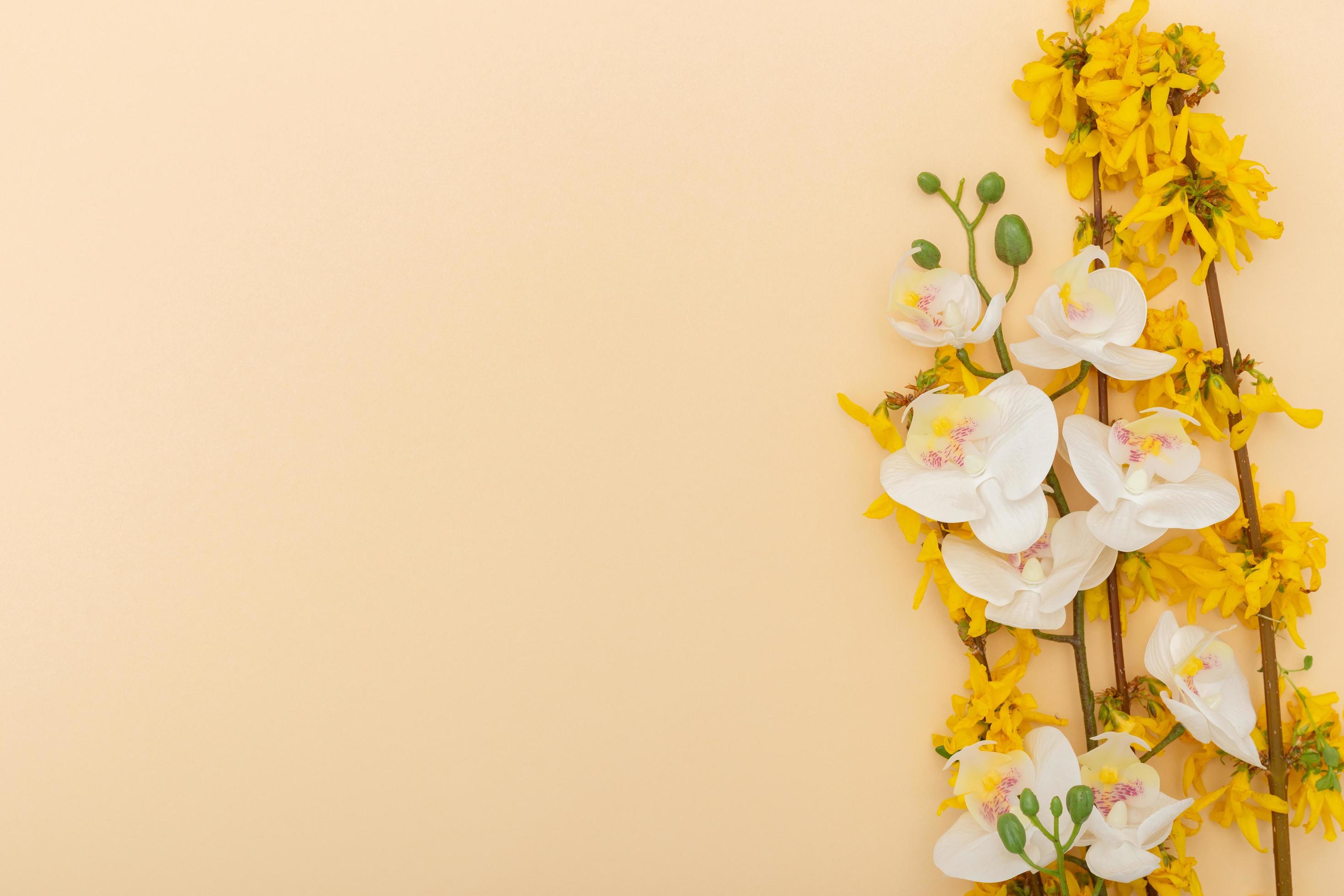 Minimalist spring beige background with pastel colors and springtime  elements such as white Orchid, branches and yellow flowers, suitable for  brochures, flyers, banners, or wallpapers. Creative layout 22318757 Stock  Photo at Vecteezy