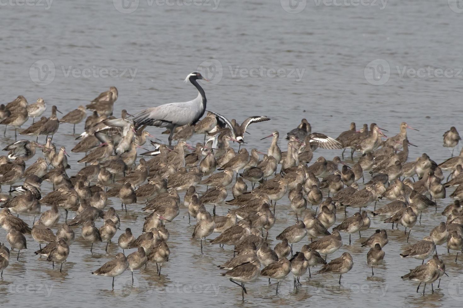 Demoiselle crane or Grus virgo and Godwits observed near Nalsarovar in Gujarat photo