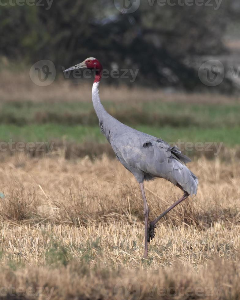 Sarus crane or Antigone antigone observed near Nalsarovar in Gujarat, India photo