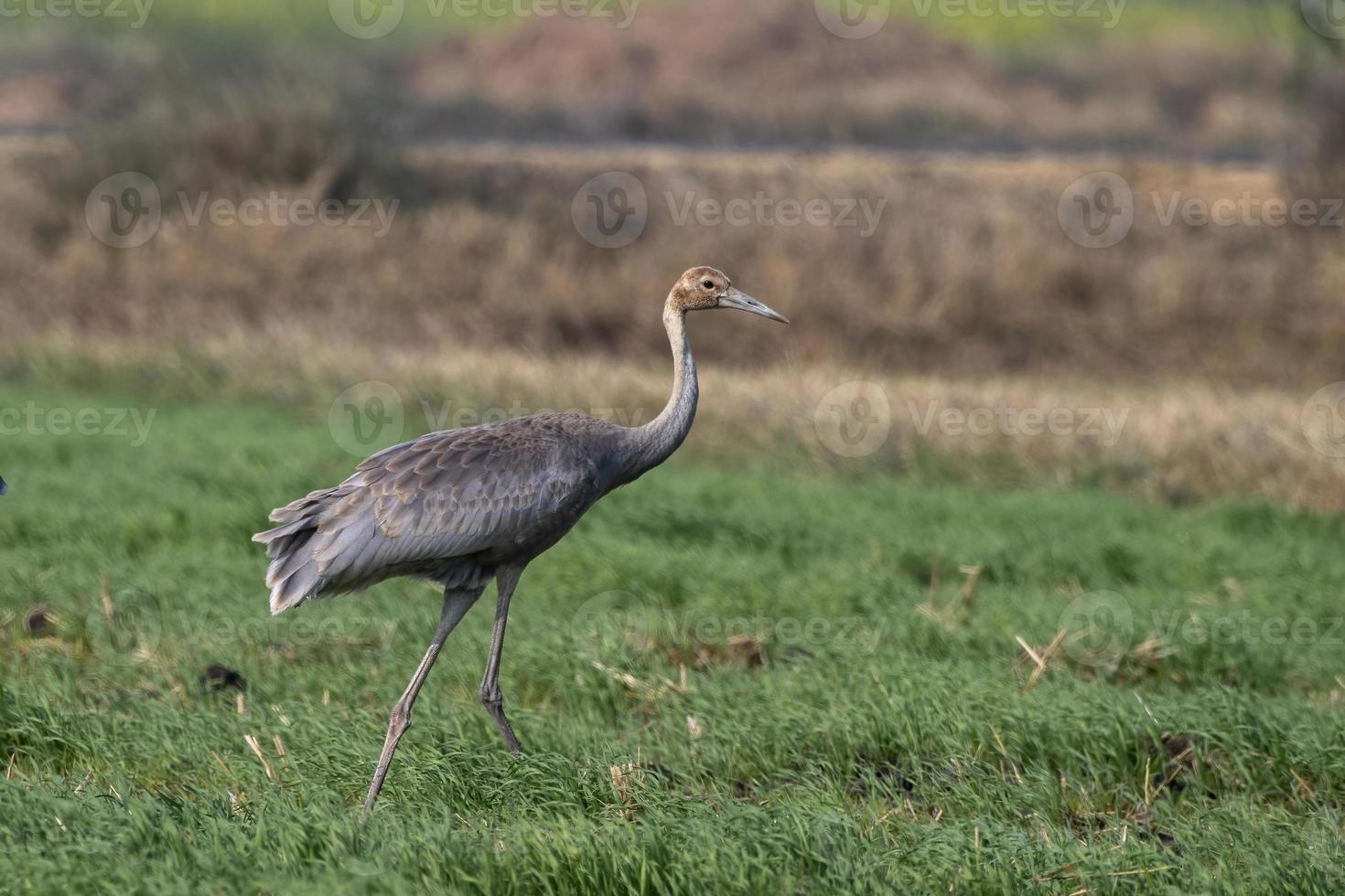 Sarus crane or Antigone antigone observed near Nalsarovar in Gujarat, India photo