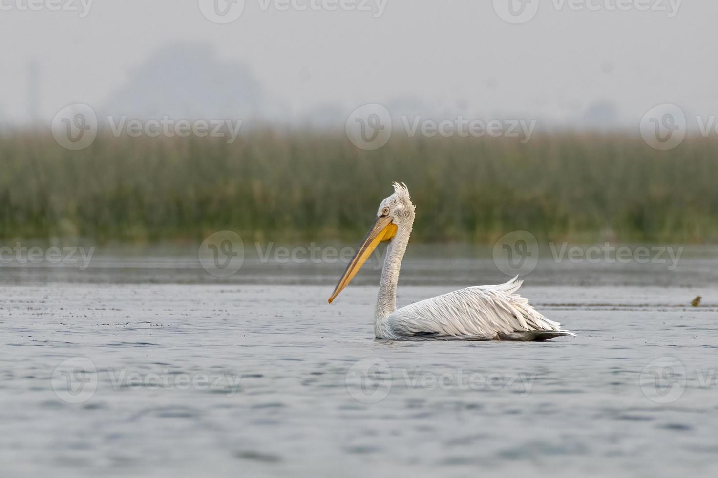 dálmata pelícano o pelecano crujiente, observado en nalsarovar en gujarat, India foto