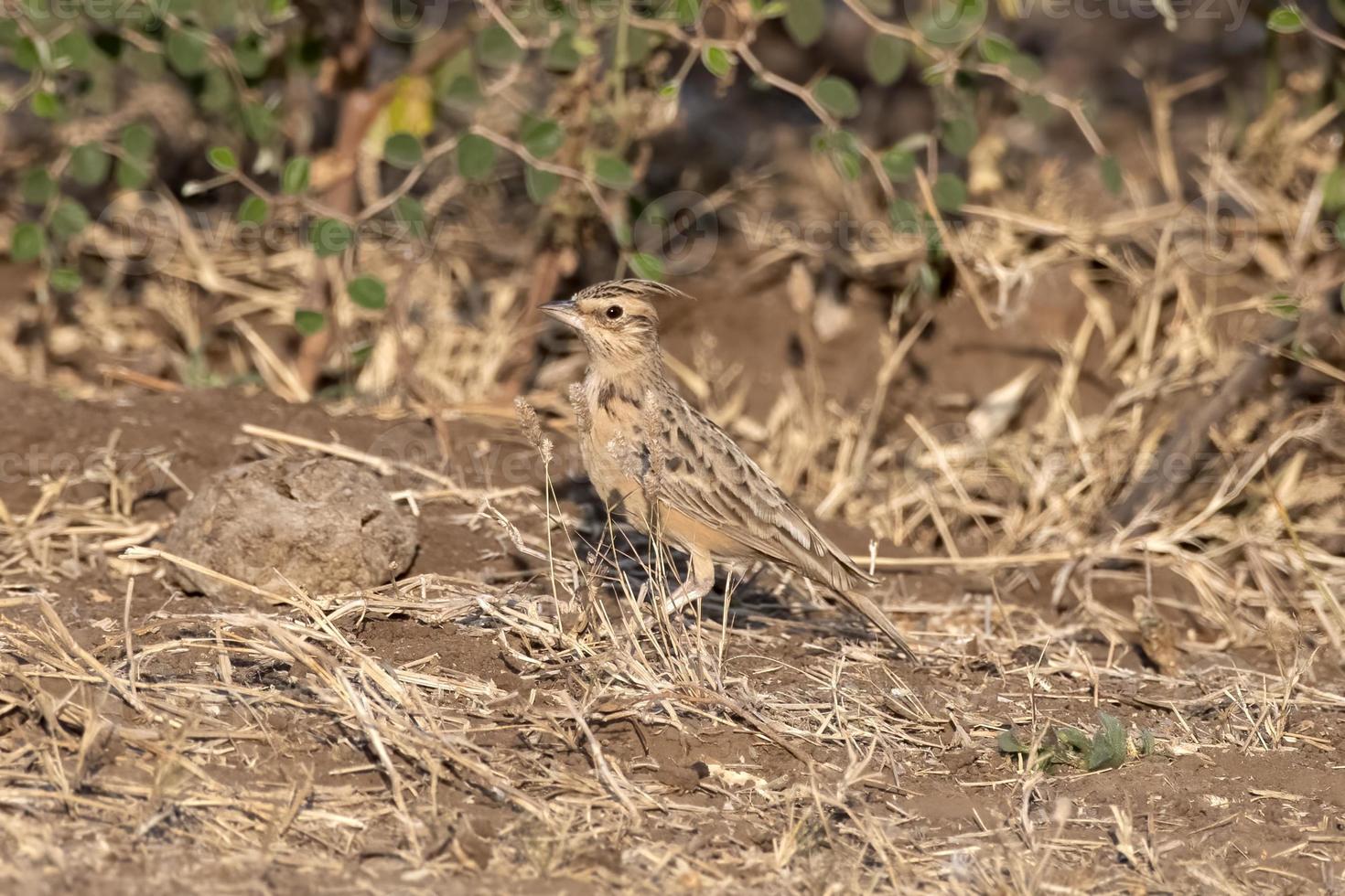 de Sykes alondra o galerida deva observado en mayor corrió de kutch en gujarat India foto