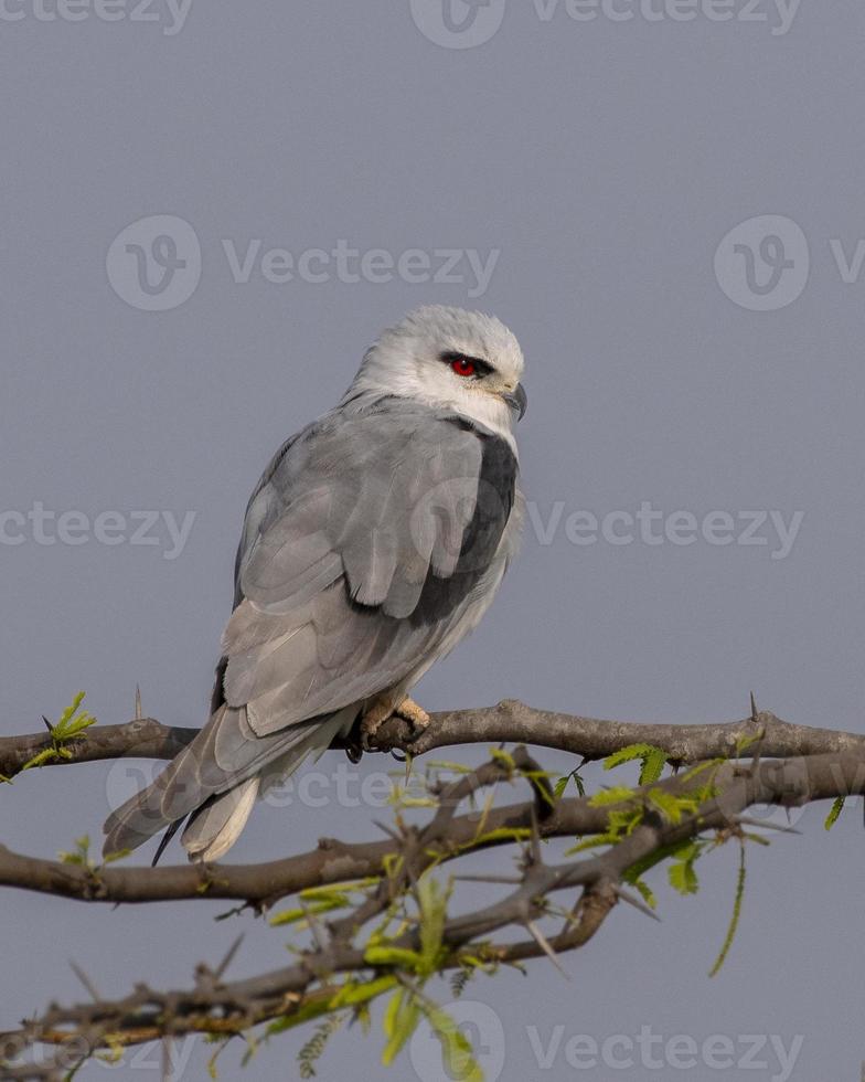 Black-winged kite or Elanus caeruleus observed near Nalsarovar in Gujarat, India photo