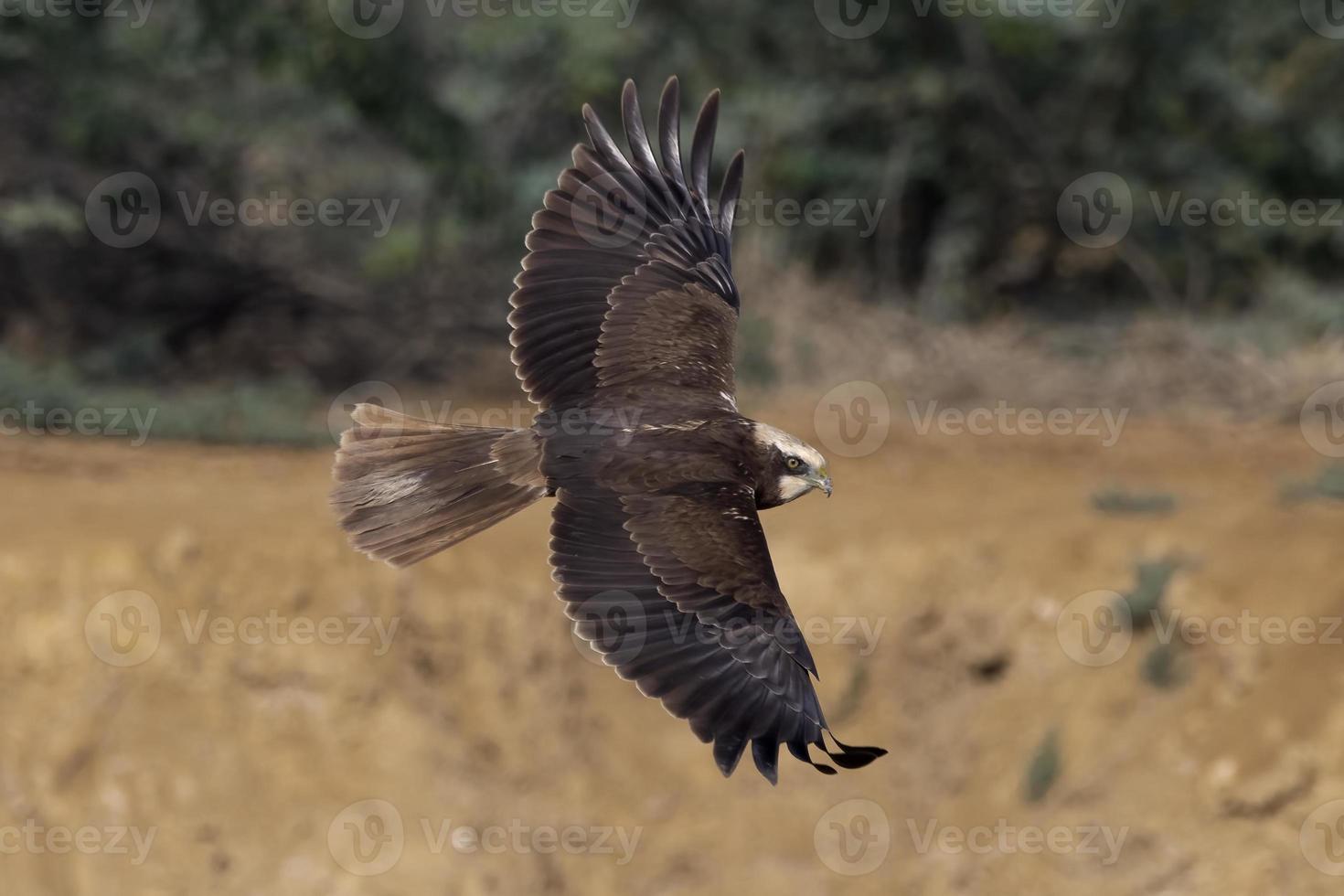 Western marsh harrier or Circus aeruginosus observed in Greater Rann of Kutch photo