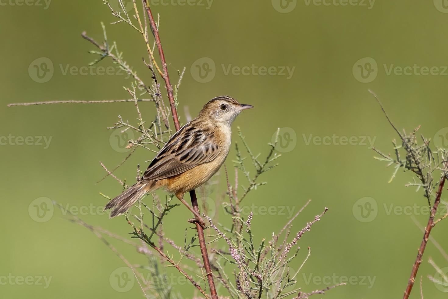 Zitting cisticola or Cisticola juncidis observed in Greater Rann of Kutch, India photo