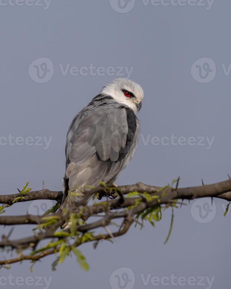 Black-winged kite or Elanus caeruleus observed near Nalsarovar in Gujarat, India photo