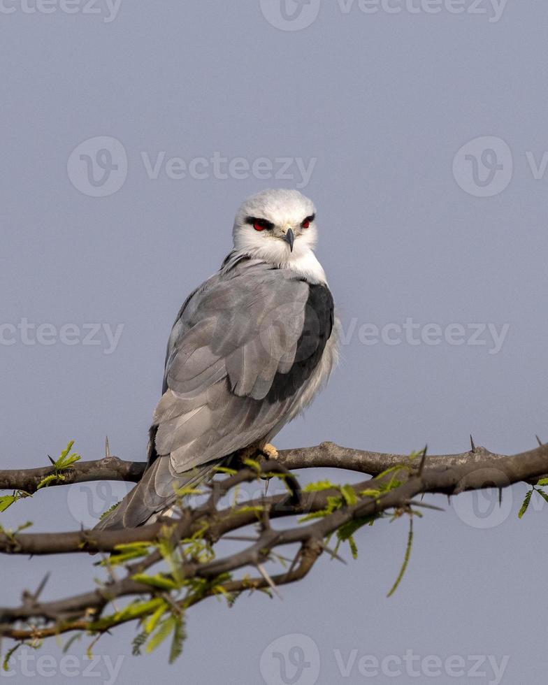 Black-winged kite or Elanus caeruleus observed near Nalsarovar in Gujarat, India photo