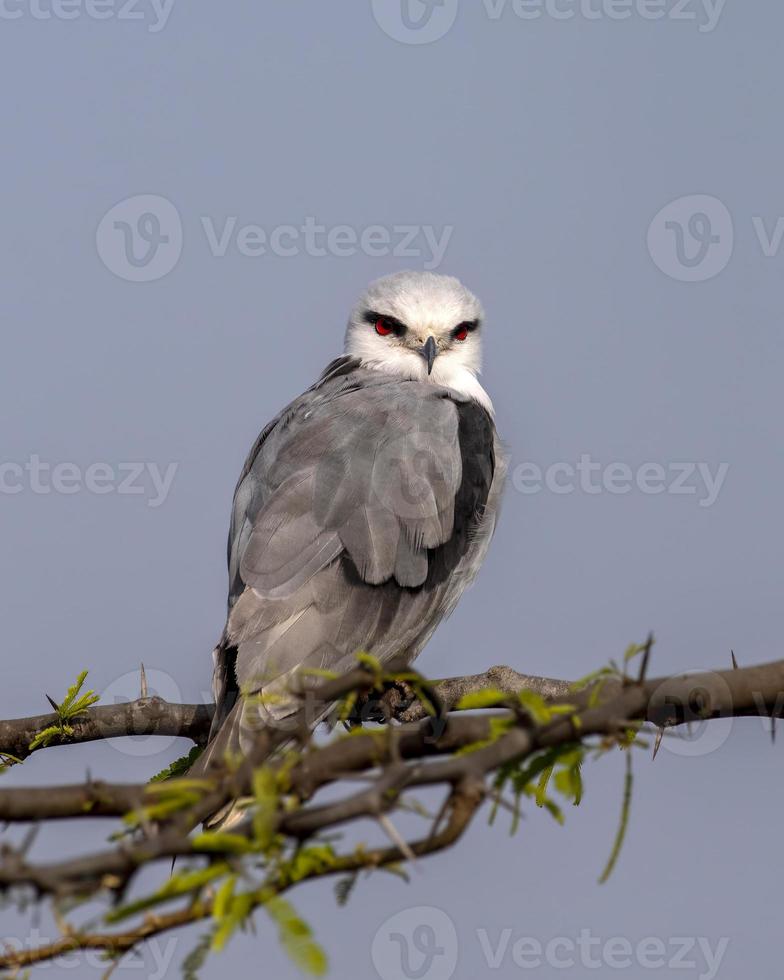 Black-winged kite or Elanus caeruleus observed near Nalsarovar in Gujarat, India photo