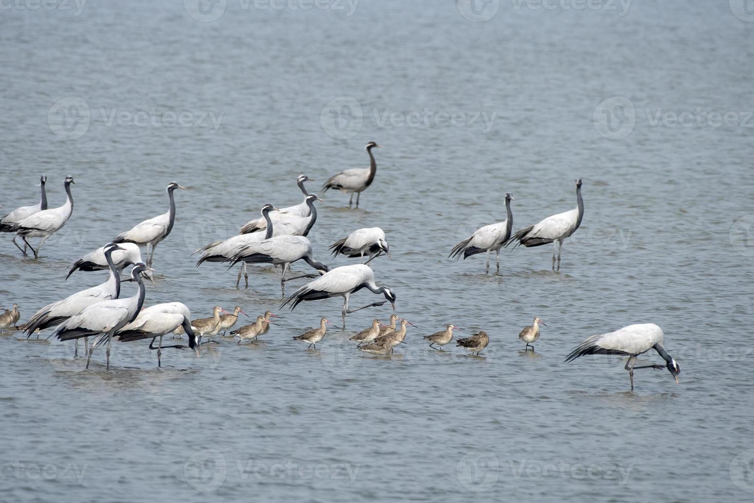 Demoiselle crane or Grus virgo observed near Nalsarovar in Gujarat, India photo