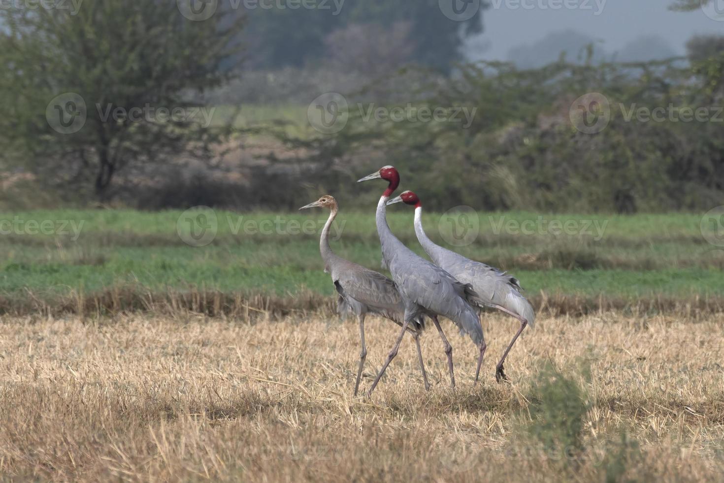 Sarus crane or Antigone antigone observed near Nalsarovar in Gujarat, India photo