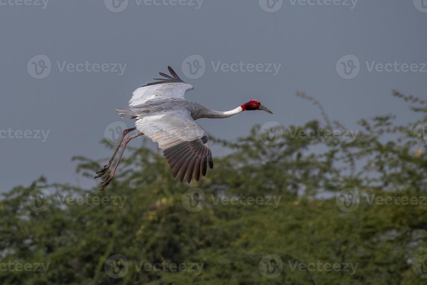 Sarus crane or Antigone antigone observed near Nalsarovar in Gujarat, India photo