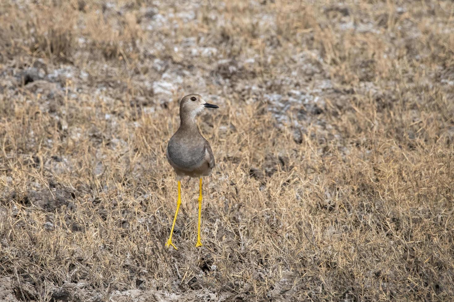 White-tailed lapwing or Vanellus leucurus observed near Nalsarovar in Gujarat photo