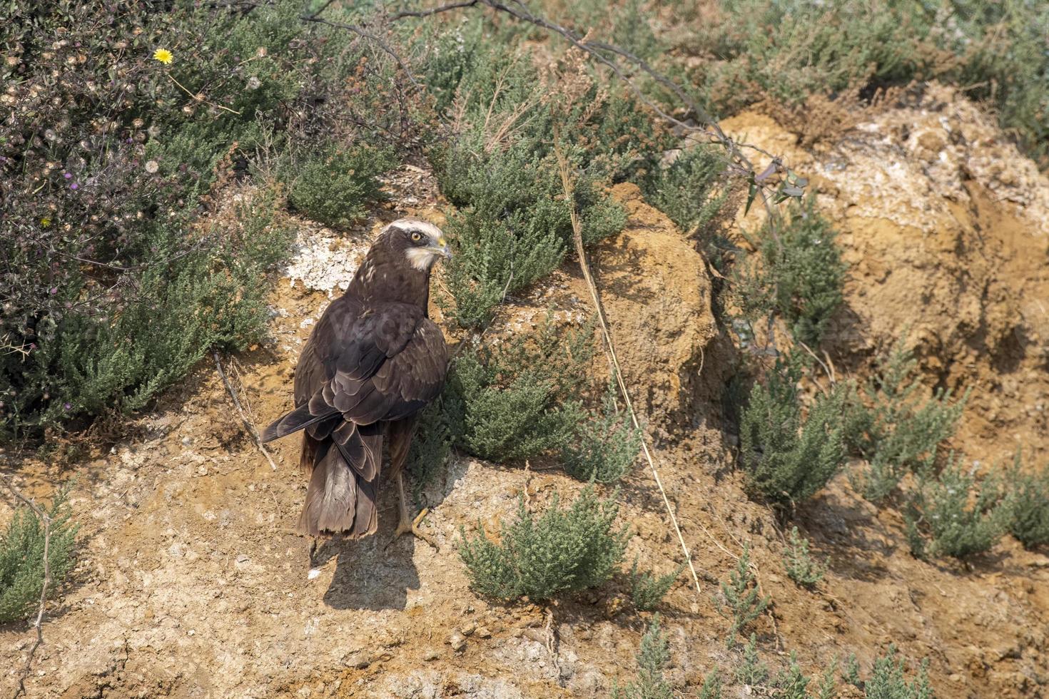 Western marsh harrier or Circus aeruginosus observed in Greater Rann of Kutch photo