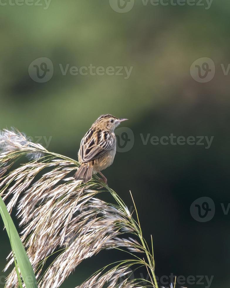 Zitting cisticola or streaked fantail warbler or Cisticola juncidis observed in Greater Rann of Kutch in Gujarat, India photo