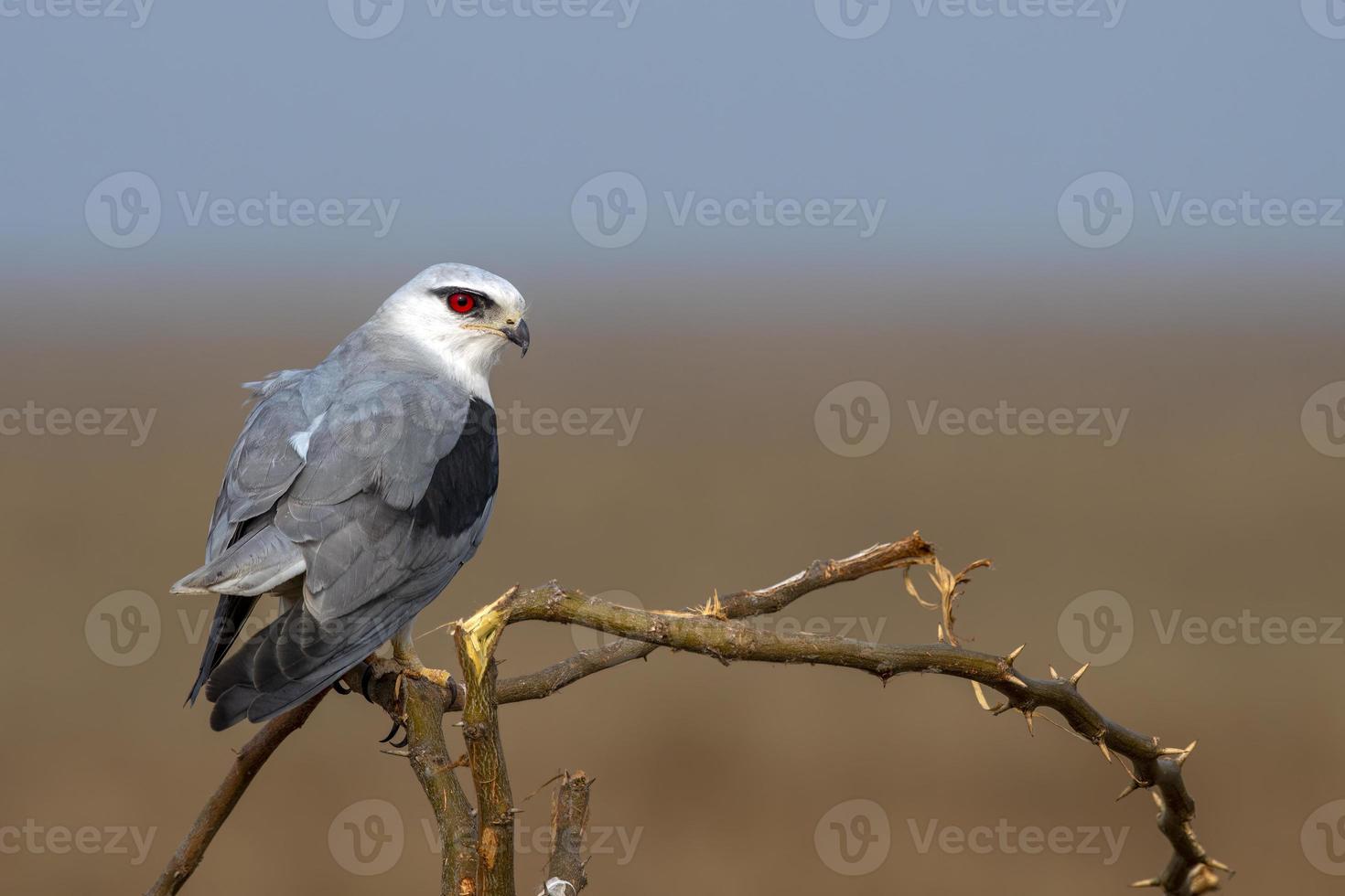 Black-winged kite or Elanus caeruleus observed near Nalsarovar in Gujarat, India photo