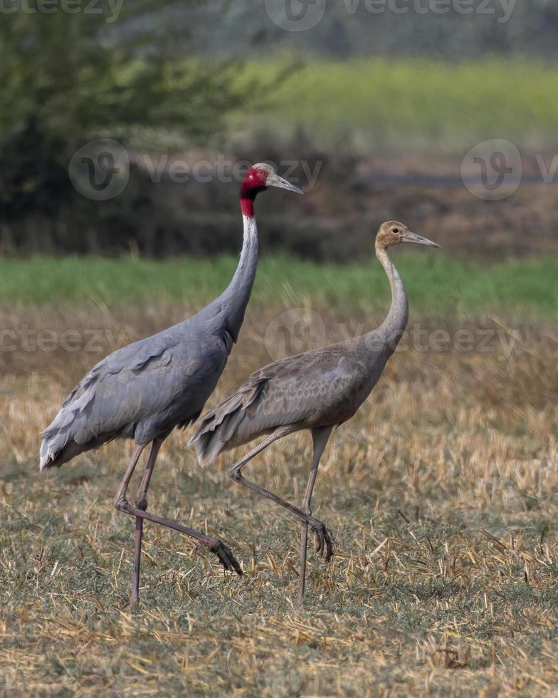 Sarus crane or Antigone antigone observed near Nalsarovar in Gujarat, India photo