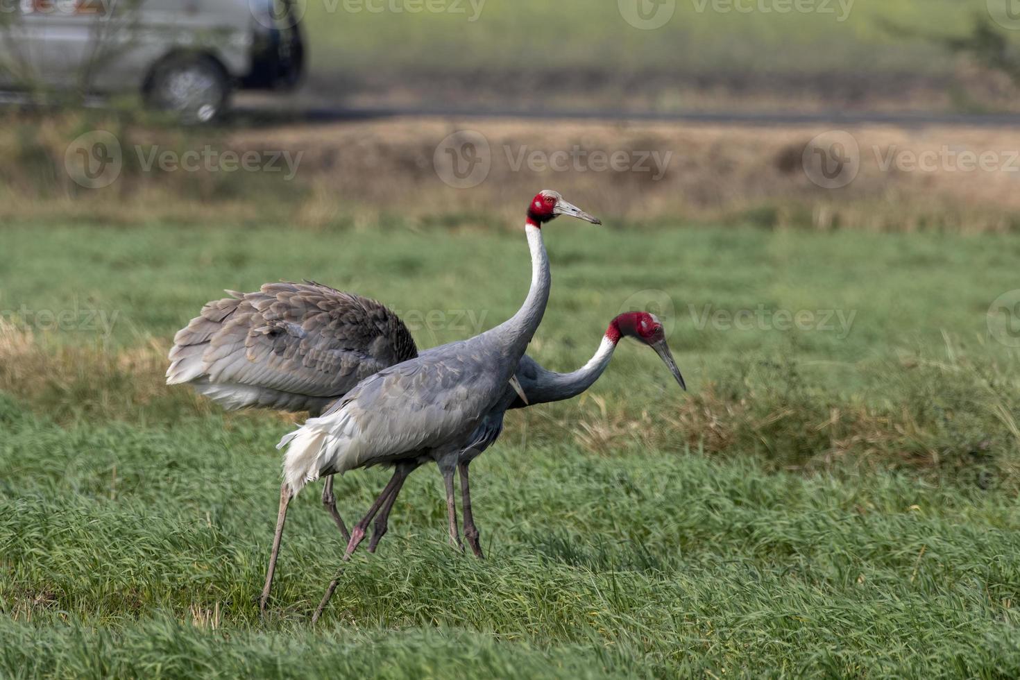 Sarus crane or Antigone antigone observed near Nalsarovar in Gujarat, India photo