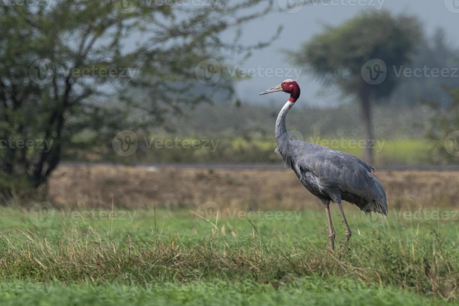 Sarus crane or Antigone antigone observed near Nalsarovar in Gujarat, India photo