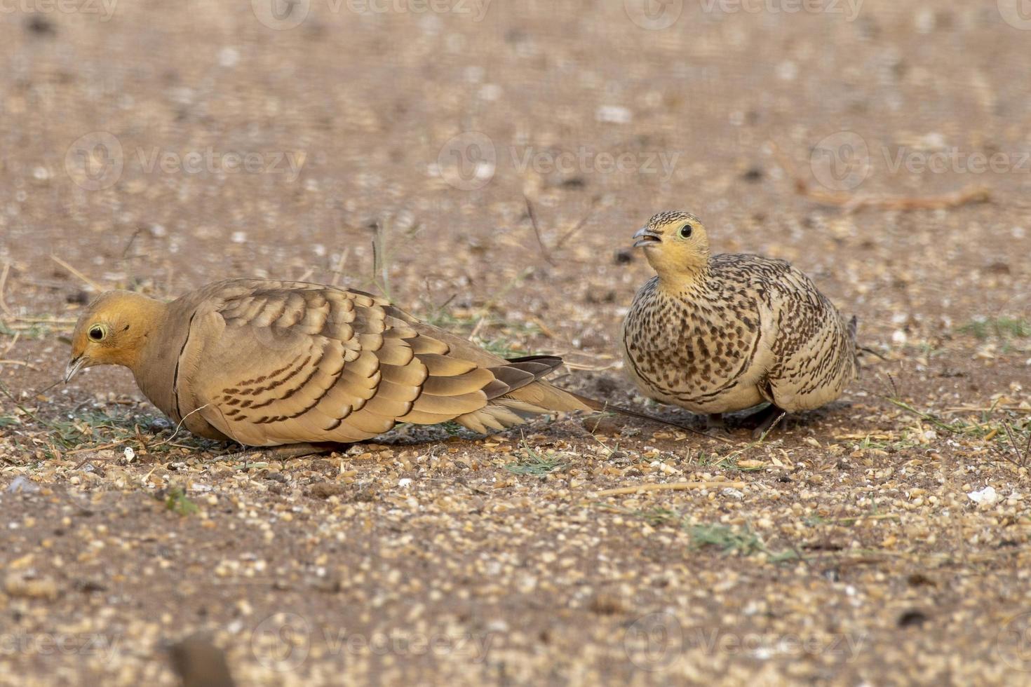 vientre castaño ortega o pterocles exusto observado cerca nalsarovar, India foto