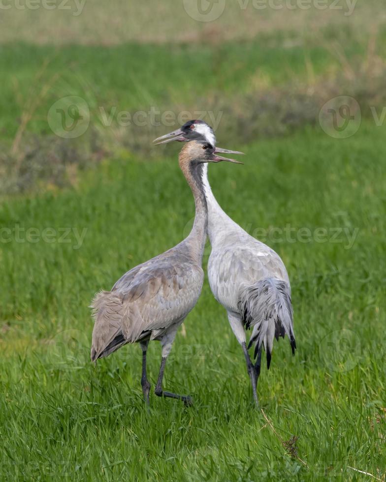 Common crane or Grus grus also known as the Eurasian crane, seen near Nalsarovar photo