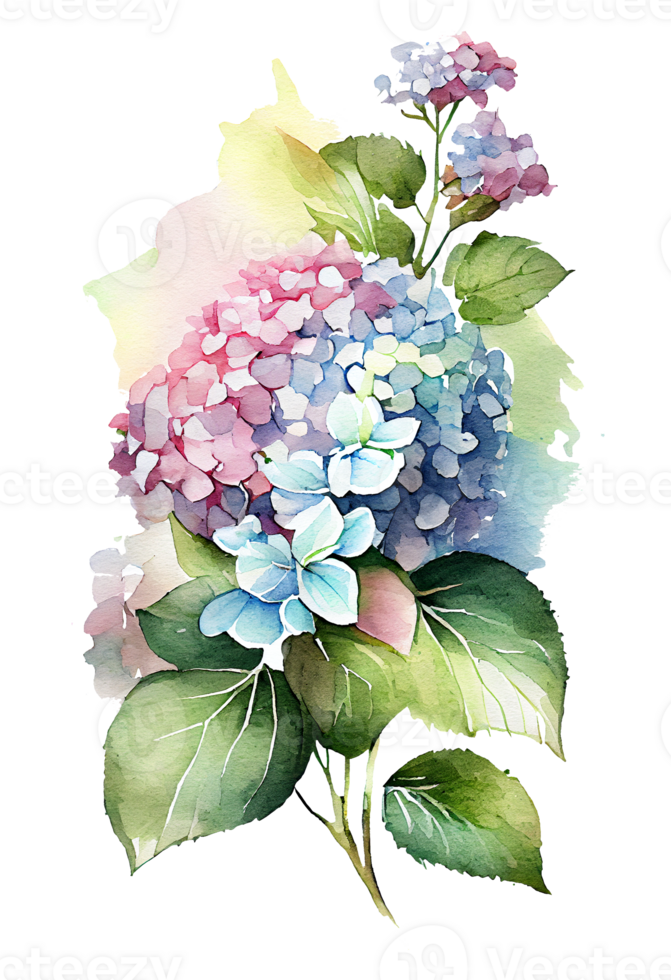 Hydrangea flowers, branches and leaves, watercolor painting. png