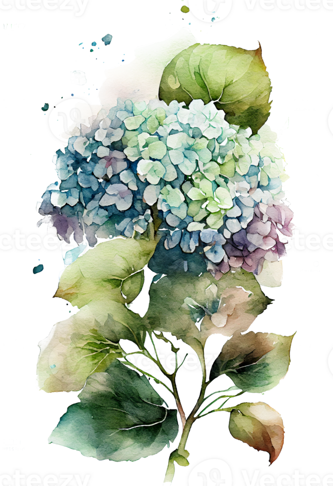 Hydrangea flowers, branches and leaves, watercolor painting. png