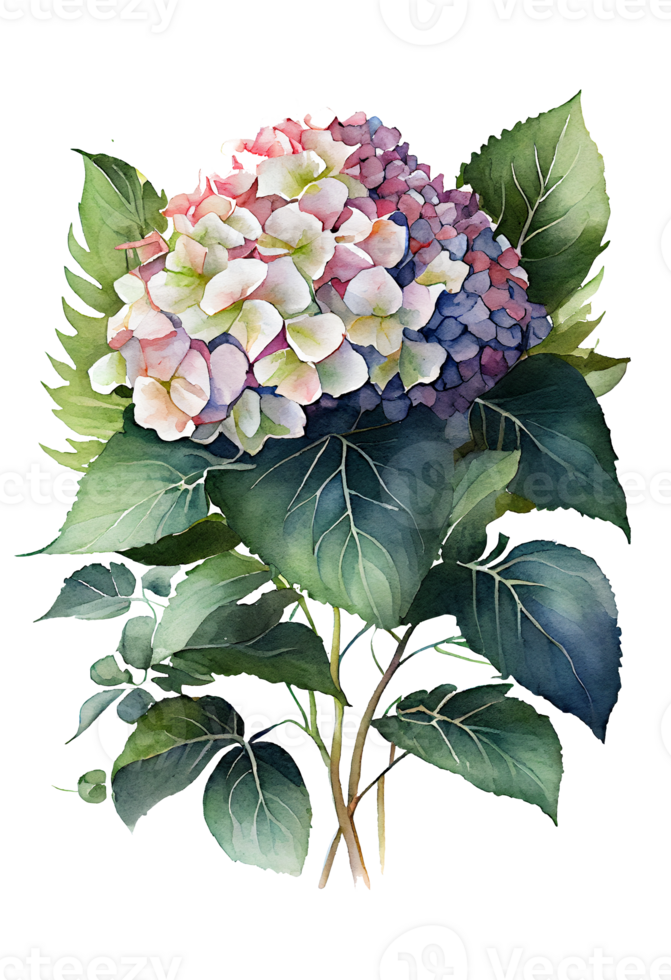 Hydrangea flowers, branches and leaves, watercolor painting. png
