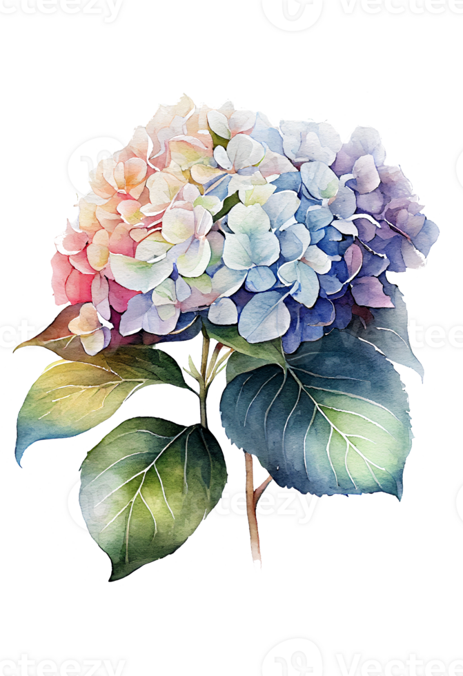 Hydrangea flowers, branches and leaves, watercolor painting. png