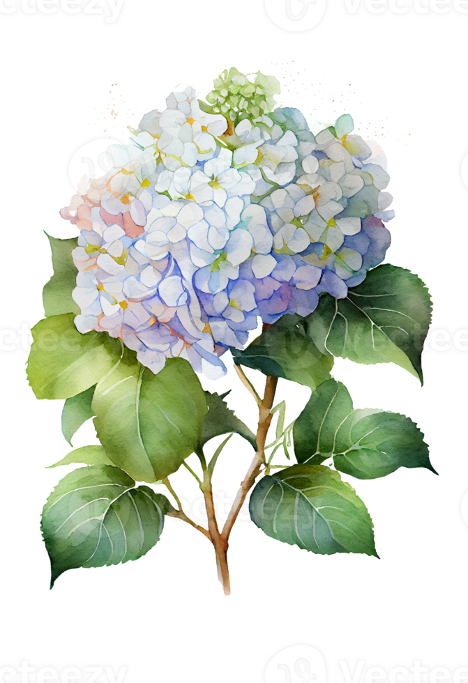 Hydrangea flowers, branches and leaves, watercolor painting. png