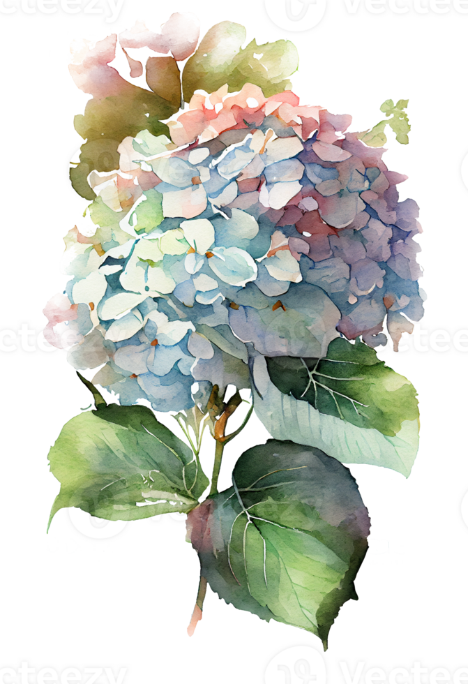 Hydrangea flowers, branches and leaves, watercolor painting. png