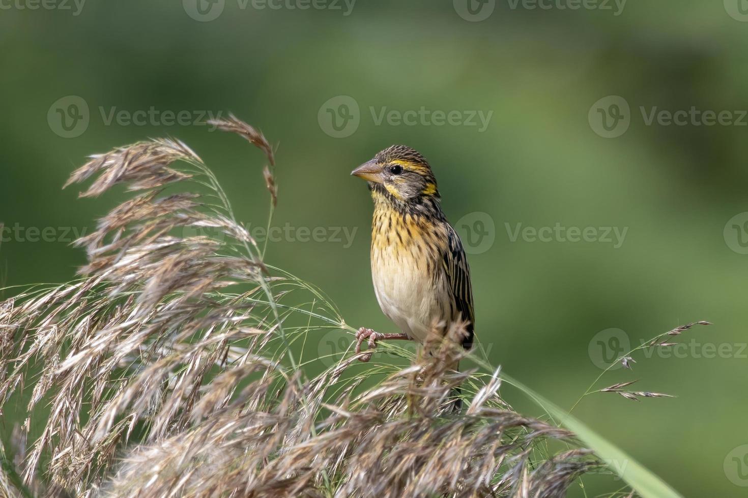 Streaked weaver or Ploceus manyar observed in Greater Rann of Kutch in Gujarat photo