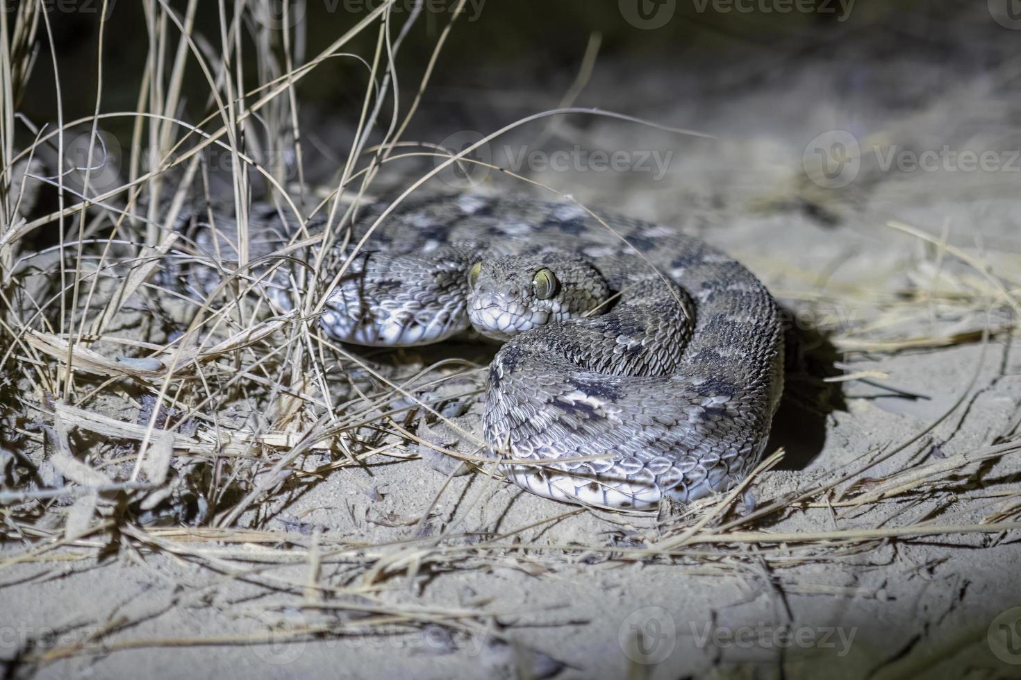 echis carinato o a escala de sierra víbora, un venenoso serpiente, observado en corrió de kutch foto