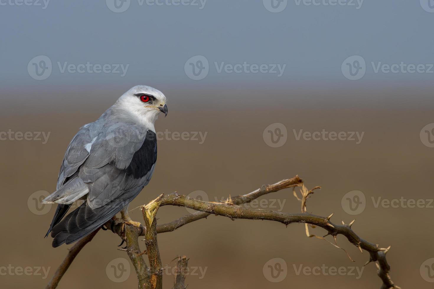 Black-winged kite or Elanus caeruleus observed near Nalsarovar in Gujarat, India photo