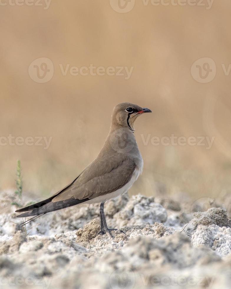 Collared pratincole or Glareola pratincola observed near Nalsarovar in India photo