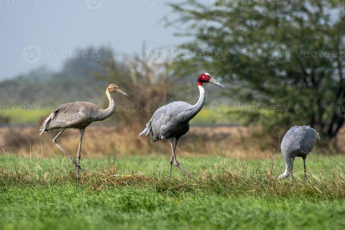 Sarus crane or Antigone antigone observed near Nalsarovar in Gujarat, India photo